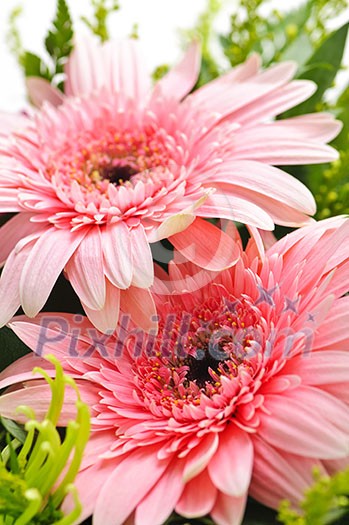 Close up of floral arrangement with pink gerberas Close up of floral arrangement with pink gerberas