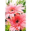Close up of floral arrangement with pink gerberas