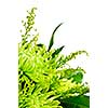 Close up of floral arrangement with green chrysanthemums