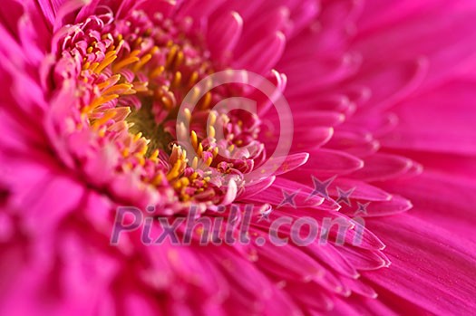 Closeup of brightly colored pink gerbera flower petals Closeup of brightly colored pink gerbera flower petals