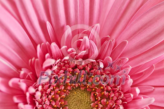 Closeup of brightly colored pink gerbera flower petals Closeup of brightly colored pink gerbera flower petals