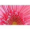 Closeup of brightly colored pink gerbera flower petals