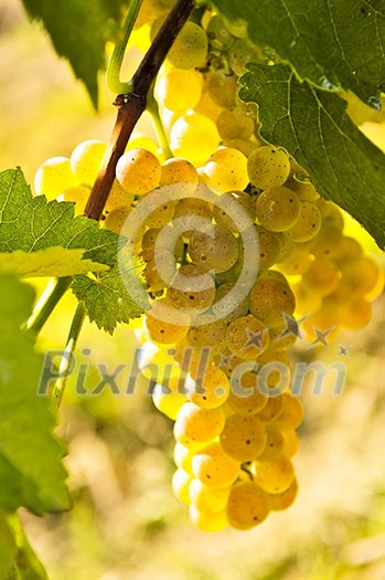 Yellow grapes growing on vine in bright sunshine Yellow grapes growing on vine in bright sunshine