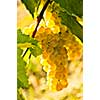 Yellow grapes growing on vine in bright sunshine