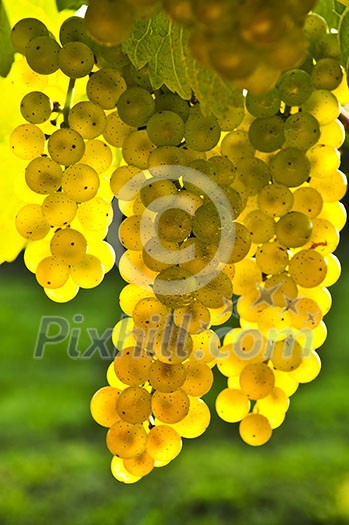 Yellow grapes growing on vine in bright sunshine Yellow grapes growing on vine in bright sunshine