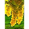 Yellow grapes growing on vine in bright sunshine