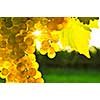 Yellow grapes growing on vine in bright sunshine