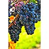 Purple grapes growing on vine in bright sunshine