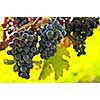 Red grapes growing on vine in bright sunshine