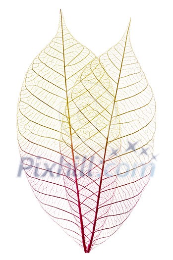 Closeup of dried rubber tree skeleton leaves Closeup of dried rubber tree skeleton leaves