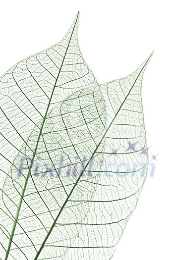 Closeup of dried rubber tree skeleton leaves Closeup of dried rubber tree skeleton leaves