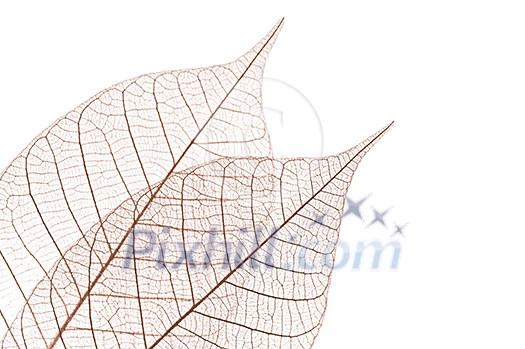 Closeup of dried rubber tree skeleton leaves Closeup of dried rubber tree skeleton leaves