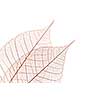 Closeup of dried rubber tree skeleton leaves