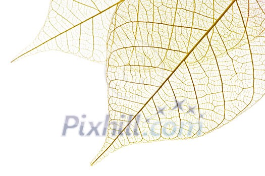 Closeup of dried rubber tree skeleton leaves Closeup of dried rubber tree skeleton leaves