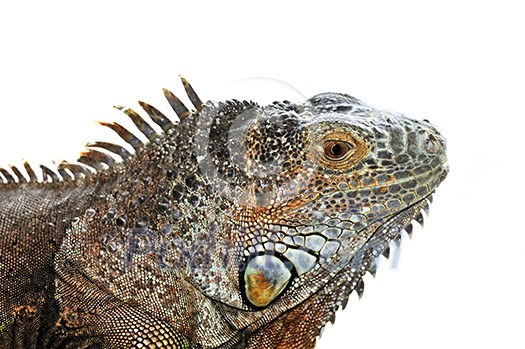Close up of green iguana head on white background Close up of green iguana head on white background
