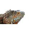 Close up of green iguana head on white background