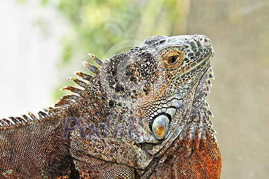 Close up profile of green iguana head Close up profile of green iguana head