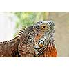 Close up profile of green iguana head