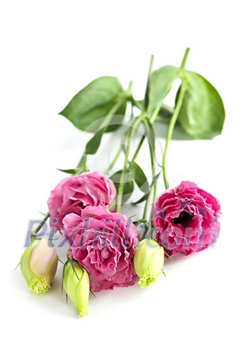 Bouquet of flowers called prairie rose isolated on white background Bouquet of flowers called prairie rose isolated on white background