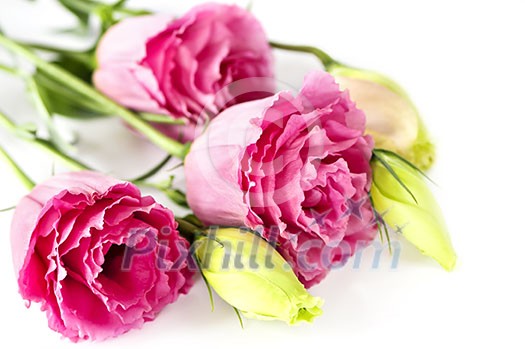 Bouquet of flowers called prairie rose isolated on white background Bouquet of flowers called prairie rose isolated on white background