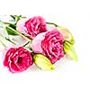 Bouquet of flowers called prairie rose isolated on white background