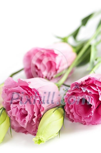 Bouquet of flowers called prairie rose isolated on white background Bouquet of flowers called prairie rose isolated on white background