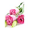 Bouquet of flowers called prairie rose isolated on white background