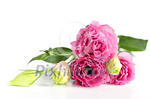 Bouquet of flowers called prairie rose isolated on white background Bouquet of flowers called prairie rose isolated on white background