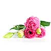 Bouquet of flowers called prairie rose isolated on white background