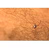 Tick - parasitic arachnid blood-sucking carrier of various diseases