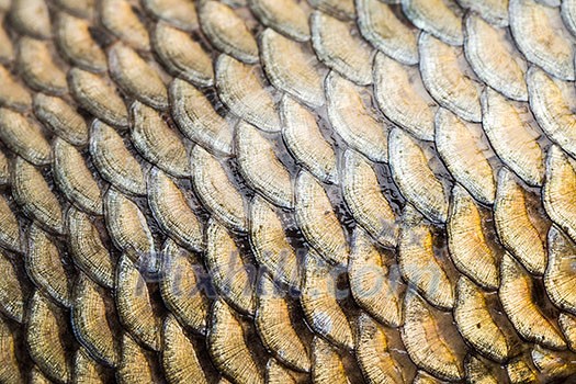 Carp fish scales grunge texture back ground Carp fish scales grunge texture back ground