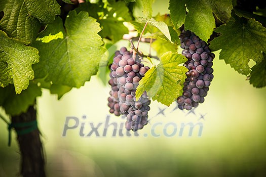 Large bunches of red wine grapes hang from an old vine in warm afternoon light Large bunches of red wine grapes hang from an old vine in warm afternoon light