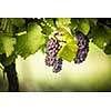 Large bunches of red wine grapes hang from an old vine in warm afternoon light