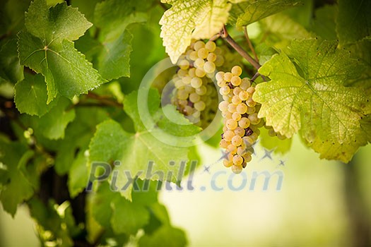 Large bunches of white wine grapes hang from an old vine in warm afternoon light Large bunches of white wine grapes hang from an old vine in warm afternoon light