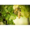 Large bunches of white wine grapes hang from an old vine in warm afternoon light