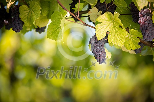 Large bunches of red wine grapes hang from an old vine in warm afternoon light Large bunches of red wine grapes hang from an old vine in warm afternoon light