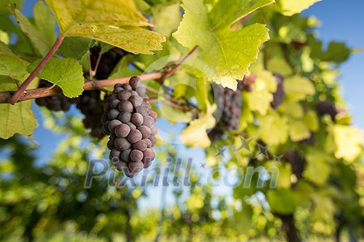 Large bunches of red wine grapes hang from an old vine in warm afternoon light Large bunches of red wine grapes hang from an old vine in warm afternoon light