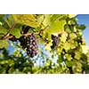 Large bunches of red wine grapes hang from an old vine in warm afternoon light