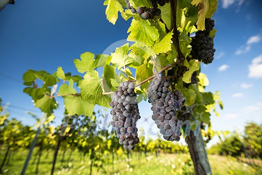 Large bunches of red wine grapes hang from an old vine in warm afternoon light Large bunches of red wine grapes hang from an old vine in warm afternoon light