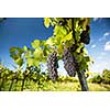 Large bunches of red wine grapes hang from an old vine in warm afternoon light