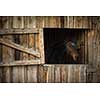Horse in a stable