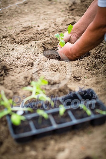 Hands of  a man planting his own vegetable garden