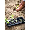 Hands of  a man planting his own vegetable garden