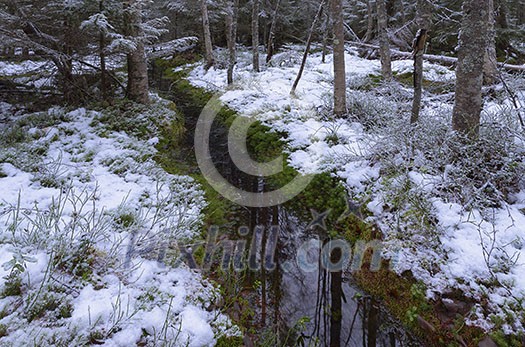 Deep forest scenery in national park Deep forest scenery in national park