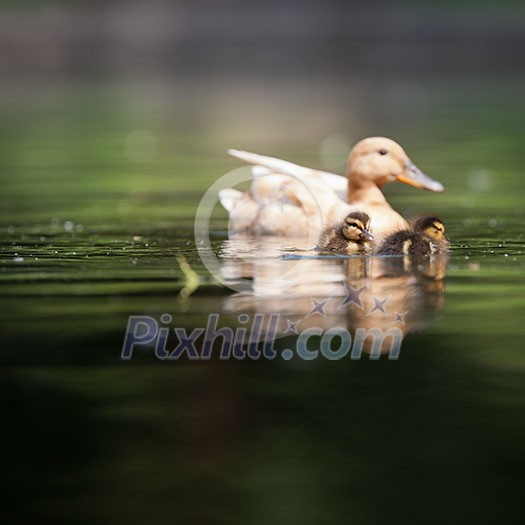 cute duck family on a pond cute duck family on a pond