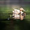 cute duck family on a pond