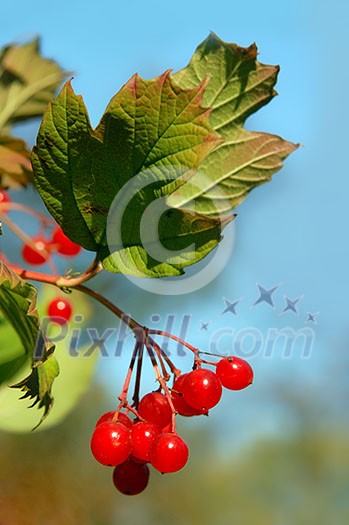 red viburnum berry red viburnum berry