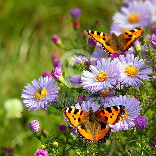 two butterfly on flowers two butterfly on flowers