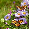 two butterfly on flowers