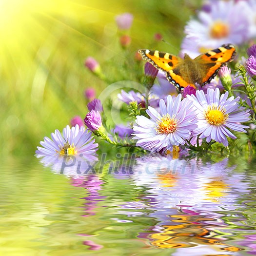 two butterfly on flowers with reflection two butterfly on flowers with reflection